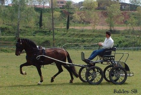 conduciendo el carro