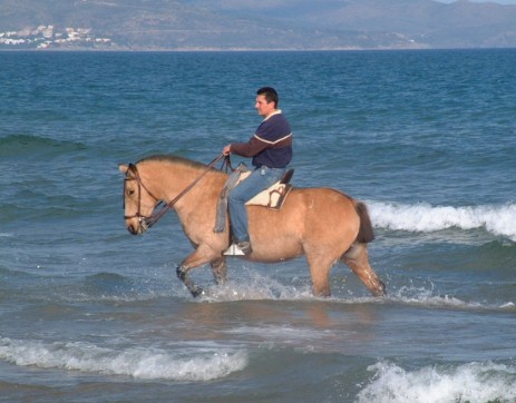Caballo por el mar