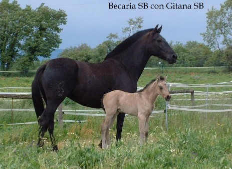 disfrutando del campo