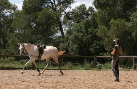 dando cuerda al caballo
