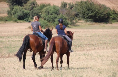 Paseo a diario con los caballos